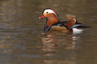 Mandarin Duck (Aix galericulata) male, Baden-Wuerttemberg, Germany, Europe