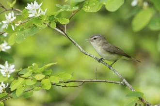 Warbling Vireo (Vireo gilvus) perched on a branch in Victoria, BC, Canada, North America