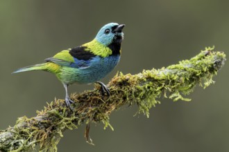Green-headed Tanager (Tangara seledon) perched on a branch in the Atlantic Rainforest of Brazil