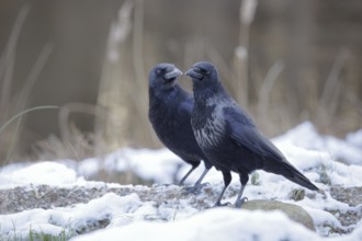 Rabenkrähe lat. Corvus corone, Paar mit einem Partner mit Nebelkrähenanteilenl in Schneelandschaft