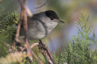 Eurasian Blackcap (Sylvia atricapilla) male, Turkey, Asia