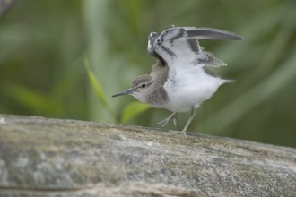 Common Sandpiper (Actitis hypoleucos), Saxony, Germany, Europe