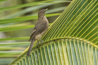 Clay-colored Thrush (Turdus grayi), Costa Rica, Central America