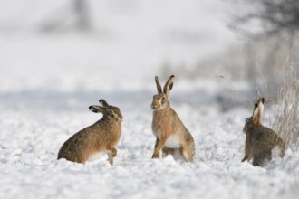 European Hare (Lepus europaeus) group in snow covered field, North Rhine-Westphalia, Germany,