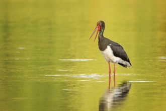 Black Stork (Ciconia nigra) foraging, Saxony-Anhalt, Germany, Europe