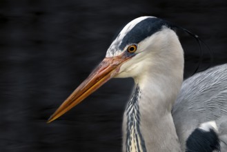 Grey heron (Ardea cinerea), portrait, black background, Vienna, Austria, Europe