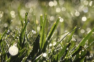 Meadow in spring with dewdrops, Germany, Europe