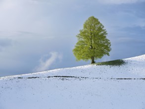 Solitary tree, lime tree (Tilia), standing on a snow-covered hill during leaf emergence, Neuheim,