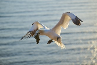 Northern gannet (Morus bassanus) flying over the sea with rivet material in the beakat sunset,