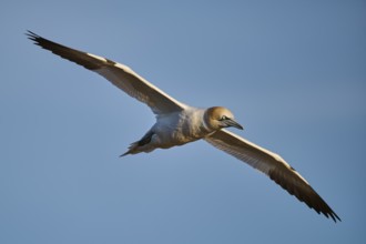 Northern gannet (Morus bassanus) flying in the sky at sunset, wildlife, Helgoland, Germany, Europe