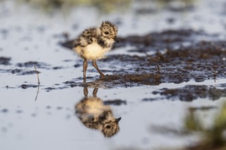 Young lapwing (Vanellus vanellus), Lower Saxony, Germany, Europe