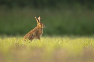 European brown hare (Lepus europaeus) adult animal in a farmland maize field in summer, England,