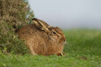 European brown hare (Lepus europaeus) adult animal resting in grassland, England, United Kingdom,