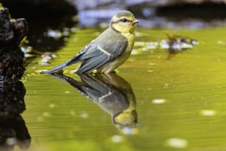 Blue Tit (Parus Caeruleus) Germany