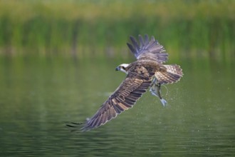 Western osprey (Pandion haliaetus) catching fish in its talons from water surface of lake in summer