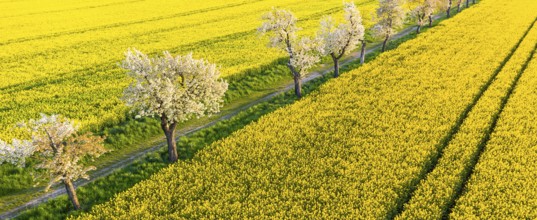 Alley with blossoming fruit trees between rape fields, aerial view in evening light, Wölkisch,