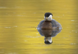 Red-necked Grebe (Podiceps grisegena), Mecklenburg-Western Pomerania, Germany, Europe