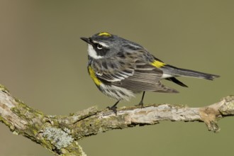 Myrtle Warbler (Setophaga coronata coronata), New York, USA, North America
