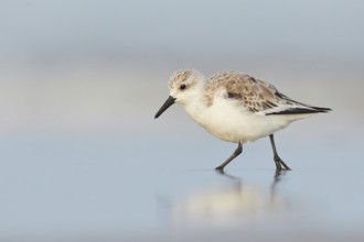 Sanderling (Calidris alba) walking on shoreline, North Holland, Netherlands