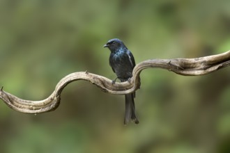 Bronzed Drongo (Dicrurus aeneus) perched on a branch, Yunnan, China, Asia
