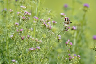 European Goldfinch (Carduelis carduelis) male perched on a thistle, Andalusia, Spain, Europe