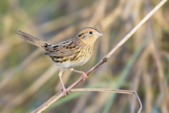 Le Conte's Sparrow (Ammodramus leconteii), Texas, USA, North America
