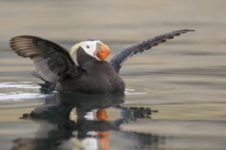 Tufted Puffin (Fratercula cirrhata) swimming on the ocean near the coast of Washington State, USA,