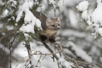 American Marten (Martes americana) climbing in tree, Yellowstone National Park, USA, North America