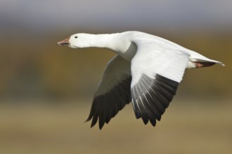 Snow Goose (Anser caerulescens) flying, New Mexico, USA, North America