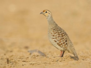 Grey Francolin (Francolinus pondicerianus) male, Rajasthan, India, Asia