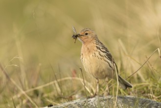 Red-throated Pipit (Anthus cervinus) with insects in its beak, Norway, Europe