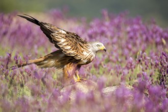 Red Kite (Milvus milvus), Madrid, Spain, Europe