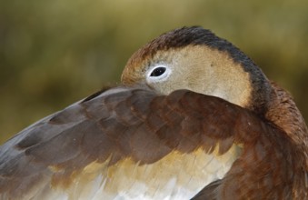 Black-bellied Whistling Duck (Dendrocygna autumnalis), Arizona, USA, North America