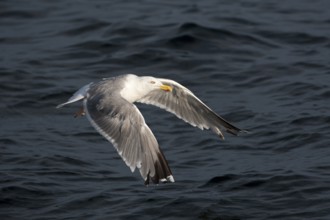 European Herring Gull (Larus argentatus) flying, Baltic Sea, Germany, Europe