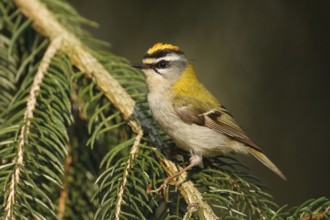Common Firecrest (Regulus ignicapilla), Baden-Wuerttemberg, Germany, Europe