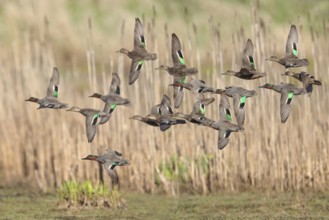 Green-winged Teal (Anas crecca) flying above a marsh in Victoria, BC, Canada, North America