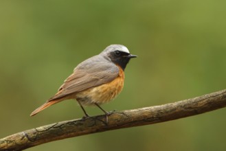 Common Redstart (Phoenicurus phoenicurus) male, Utrecht, Netherlands