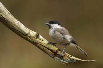 Marsh Tit (Poecile palustris), Utrecht, Netherlands