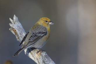 Pine Grosbeak - Hakengimpel - Pinicola enucleator, Finland, Europe