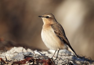 Northern Wheatear (Oenanthe oenanthe) female, Schleswig-Holstein, Germany, Europe