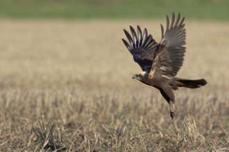 Rohrweihe, lat. Circus aeruginosus, Weibchen von der Seite beim Auffliegen von einem Stoppelacker