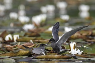 Black Tern (Chlidonias niger) pair courting, Mecklenburg-Western Pomerania, Germany, Europe