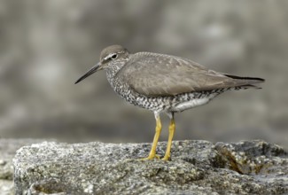 Wandering Tattler (Tringa incana), British Columbia, Canada, North America