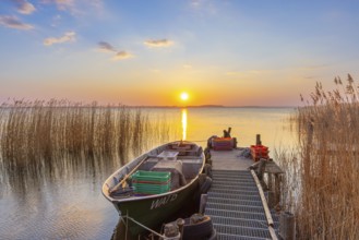 Fishing boat, rowboat along reed bed at sunset near Warthe, Rankwitz at the Lieper Winkel on the