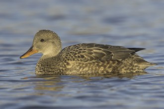 Gadwall (Mareca strepera) female, Ontario, Canada, North America
