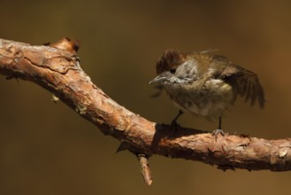 Eurasian Blackcap (Sylvia atricapilla) female, Utrecht, Netherlands