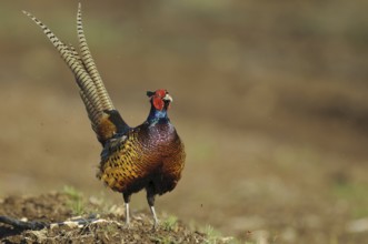 Common Pheasant (Phasianus colchicus) male, Lower Saxony, Germany, Europe