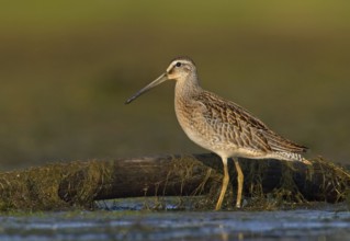 Short-billed Dowitcher (Limnodromus griseus), Ohio, USA, North America
