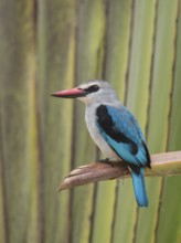 Woodland Kingfisher (Halcyon senegalensis), Uganda, Africa