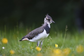 Northern Lapwing (Vanellus vanellus) juvenile, Schleswig-Holstein, Germany, Europe